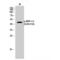 Dual specificity protein phosphatase 1 antibody, LS-C381410, Lifespan Biosciences, Western Blot image 