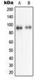 Neuronal PAS Domain Protein 2 antibody, LS-C352591, Lifespan Biosciences, Western Blot image 