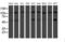 Histidyl-TRNA Synthetase 2, Mitochondrial antibody, LS-C173468, Lifespan Biosciences, Western Blot image 