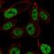Zinc Finger Protein 473 antibody, NBP2-57896, Novus Biologicals, Immunofluorescence image 