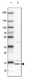 DNA-directed RNA polymerase III subunit RPC9 antibody, PA5-52403, Invitrogen Antibodies, Western Blot image 