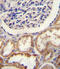 HtrA Serine Peptidase 1 antibody, 56-986, ProSci, Immunohistochemistry paraffin image 