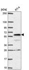 SP110 Nuclear Body Protein antibody, PA5-66181, Invitrogen Antibodies, Western Blot image 