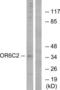 Olfactory Receptor Family 6 Subfamily C Member 2 antibody, LS-C120904, Lifespan Biosciences, Western Blot image 