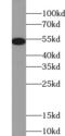 Solute carrier family 2, facilitated glucose transporter member 1 antibody, FNab03500, FineTest, Western Blot image 
