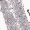 Profilin I antibody, AMAb91181, Atlas Antibodies, Immunohistochemistry frozen image 