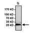 Heat Shock Protein Family B (Small) Member 1 antibody, GTX25581, GeneTex, Immunoprecipitation image 