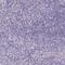 Pancreatic Lipase antibody, HPA062494, Atlas Antibodies, Immunohistochemistry frozen image 