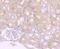 Lymphocyte antigen 6A-2/6E-1 antibody, NBP2-66939, Novus Biologicals, Immunohistochemistry paraffin image 