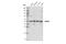 Histone Deacetylase 3 antibody, 85057S, Cell Signaling Technology, Western Blot image 