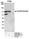 SLX4 Interacting Protein antibody, A304-994A, Bethyl Labs, Immunoprecipitation image 