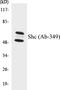 SHC Adaptor Protein 1 antibody, EKC1519, Boster Biological Technology, Western Blot image 