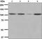 HSPH1 antibody, ab109624, Abcam, Western Blot image 