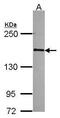 RNA Polymerase II Subunit B antibody, PA5-30122, Invitrogen Antibodies, Western Blot image 
