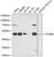 Cyclin B2 antibody, 19-043, ProSci, Western Blot image 
