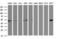 SBP1 antibody, LS-C173941, Lifespan Biosciences, Western Blot image 