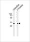 Arylformamidase antibody, PA5-72655, Invitrogen Antibodies, Western Blot image 
