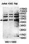 NFKB Inhibitor Epsilon antibody, orb78204, Biorbyt, Western Blot image 