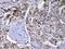GC Vitamin D Binding Protein antibody, A03364-1, Boster Biological Technology, Immunohistochemistry frozen image 