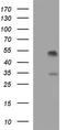 Quinone oxidoreductase PIG3 antibody, TA590395, Origene, Western Blot image 