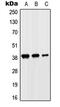 Solute Carrier Family 10 Member 7 antibody, MBS820612, MyBioSource, Western Blot image 