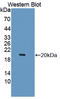 Leukocyte cell-derived chemotaxin-2 antibody, LS-C373371, Lifespan Biosciences, Western Blot image 