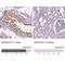 SPATA31 Subfamily E Member 1 antibody, NBP1-93822, Novus Biologicals, Immunohistochemistry paraffin image 