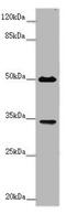 CD32 antibody, CSB-PA10839A0Rb, Cusabio, Western Blot image 