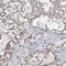 LUC7L3 antibody, FNab01992, FineTest, Immunohistochemistry frozen image 