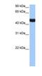 Protein lin-9 homolog antibody, NBP1-79425, Novus Biologicals, Western Blot image 