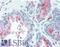 Tetraspanin 13 antibody, LS-A8853, Lifespan Biosciences, Immunohistochemistry frozen image 
