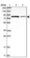 PiggyBac Transposable Element Derived 2 antibody, PA5-56285, Invitrogen Antibodies, Western Blot image 