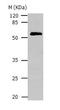 Cell Division Cycle 20 antibody, TA321317, Origene, Western Blot image 