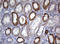 3-Oxoacyl-ACP Synthase, Mitochondrial antibody, LS-C175751, Lifespan Biosciences, Immunohistochemistry frozen image 