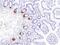 Regenerating Family Member 3 Alpha antibody, 11235-T26, Sino Biological, Immunohistochemistry frozen image 