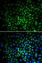 Cyclin Dependent Kinase 1 antibody, orb129553, Biorbyt, Immunofluorescence image 