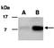 C-C Motif Chemokine Ligand 20 antibody, orb66880, Biorbyt, Western Blot image 