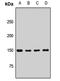 Elongator Complex Protein 1 antibody, orb411672, Biorbyt, Western Blot image 