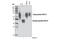 RDR antibody, 5100S, Cell Signaling Technology, Western Blot image 