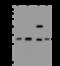 40S ribosomal protein S3 antibody, 200936-T46, Sino Biological, Western Blot image 