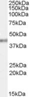 Poly(RC) Binding Protein 4 antibody, TA302562, Origene, Western Blot image 