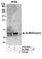 Glomulin, FKBP Associated Protein antibody, A304-960A, Bethyl Labs, Immunoprecipitation image 