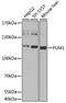 Pumilio homolog 1 antibody, LS-C748440, Lifespan Biosciences, Western Blot image 