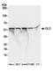 DLD antibody, A304-733A, Bethyl Labs, Western Blot image 