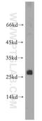PTTG antibody, 12575-1-AP, Proteintech Group, Western Blot image 