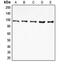 Eukaryotic translation initiation factor 4 gamma 2 antibody, MBS820897, MyBioSource, Western Blot image 