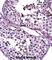 Autoimmunogenic cancer/testis antigen NY-ESO-2 antibody, abx027593, Abbexa, Western Blot image 
