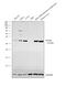 Had antibody, PA5-31157, Invitrogen Antibodies, Western Blot image 