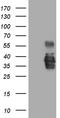 SSU72 Homolog, RNA Polymerase II CTD Phosphatase antibody, CF809189, Origene, Western Blot image 