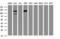 Splicing Factor 3a Subunit 1 antibody, M05483, Boster Biological Technology, Western Blot image 